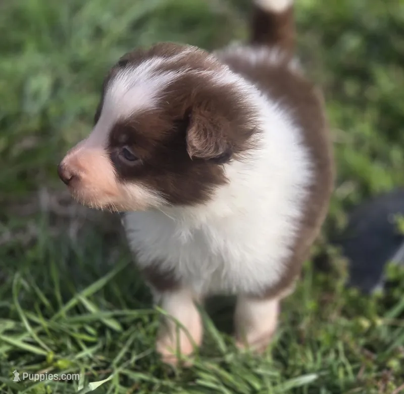 CJ – Border Collie puppy for sale in Rock, KS