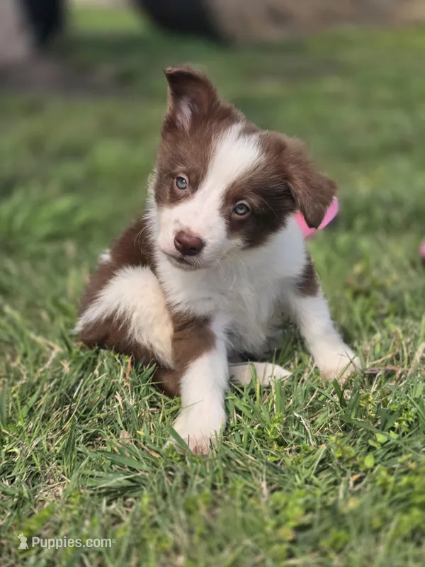 CJ – Border Collie puppy for sale in Rock, KS