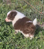 CJ, a male Border Collie for sale in Rock, KS – Photo 4 of 5