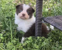 CJ, a male Border Collie for sale in Rock, KS – Photo 2 of 5