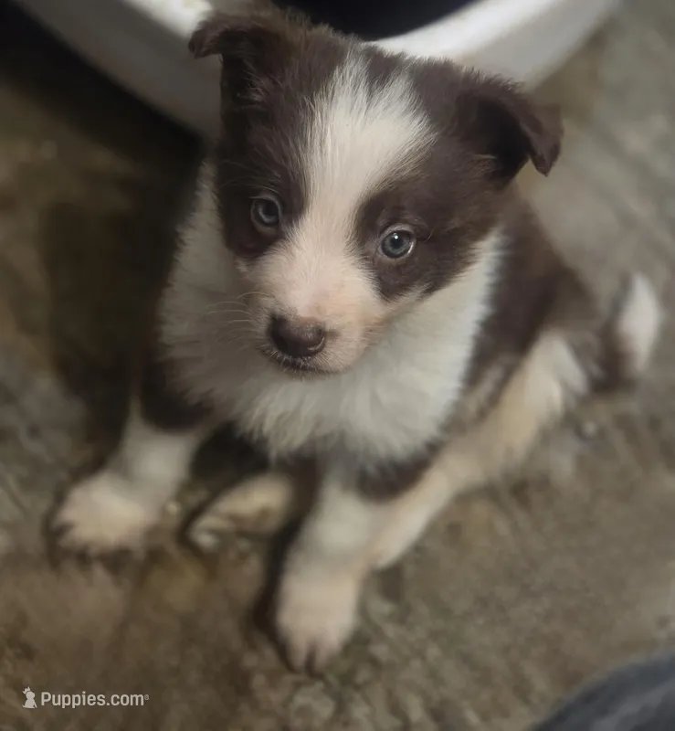 CJ – Border Collie puppy for sale in Rock, KS