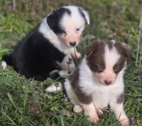 CJ, a male Border Collie for sale in Rock, KS – Photo 5 of 5