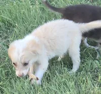 Shine, a female Border Collie for sale in Rock, KS – 4 of 8