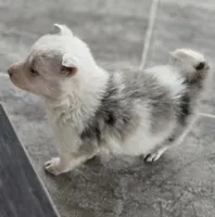 Tasha, a female Border Collie for sale in Rock, KS – Photo 4 of 5