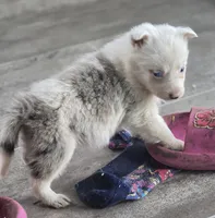 Tasha, a female Border Collie for sale in Rock, KS – Photo 3 of 5