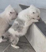 Tasha, a female Border Collie for sale in Rock, KS – Photo 2 of 5
