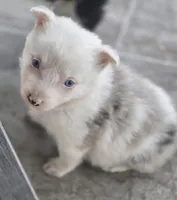 Tasha, a female Border Collie for sale in Rock, KS – Photo 1 of 5