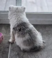 Tasha, a female Border Collie for sale in Rock, KS – Photo 5 of 5