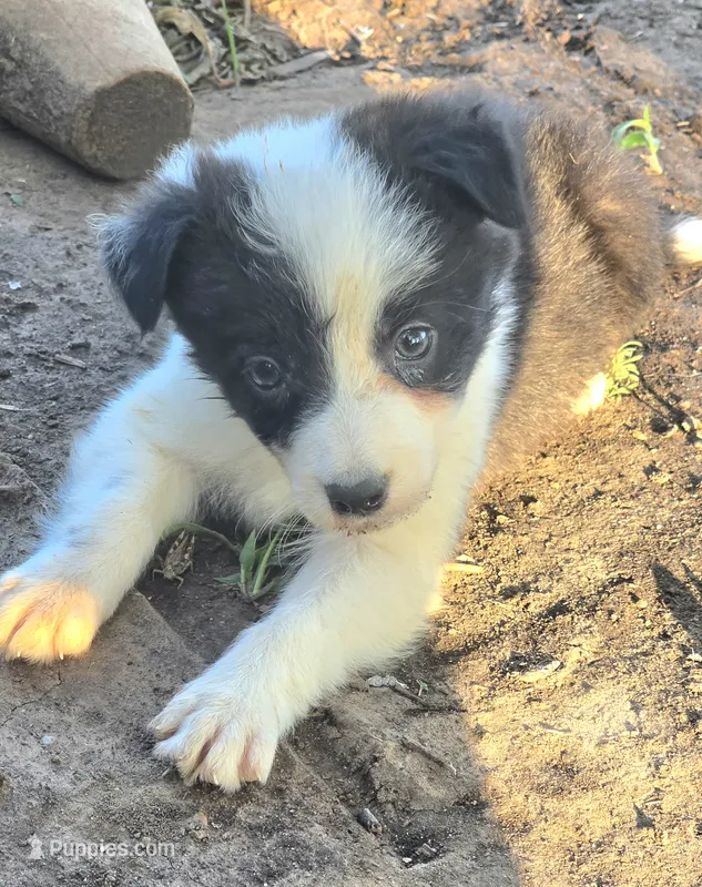 Sylvester  – Border Collie puppy for sale in Rock, KS