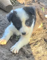 Sylvester , a male Border Collie for sale in Rock, KS – 3 of 10