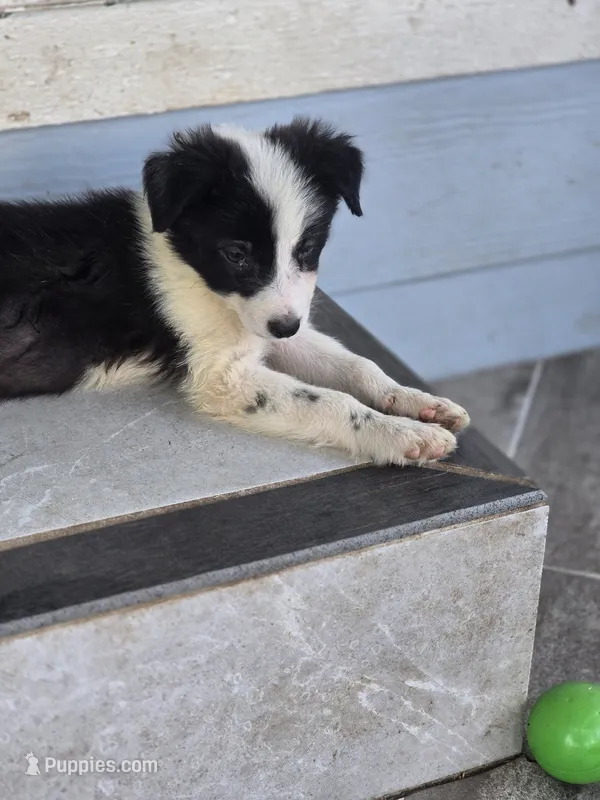 Sylvester  – Border Collie puppy for sale in Rock, KS