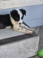 Sylvester , a male Border Collie for sale in Rock, KS – 1 of 10