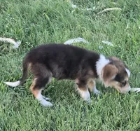 Samoa, a female Border Collie for sale in Rock, KS – 7 of 9