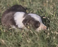 Sebastian , a male Border Collie for sale in Rock, KS – 3 of 3