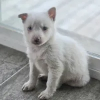 Tony, a male Border Collie for sale in Rock, KS – Photo 6 of 7