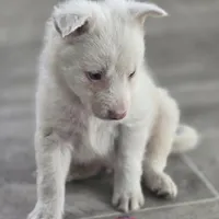 Tony, a male Border Collie for sale in Rock, KS – Photo 4 of 7