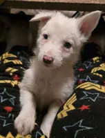 processed/daa0828e-9ec7-4d79-9ecf-45448d07f433/listing/52ef2203-2513-4474-82cc-e8ceca2e140f/3a90021f-1d7d-44f7-98e5-97c50f0378d7