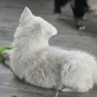Tony, a male Border Collie for sale in Rock, KS – Photo 3 of 7