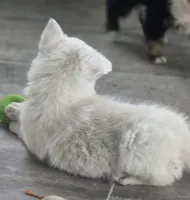 processed/daa0828e-9ec7-4d79-9ecf-45448d07f433/listing/52ef2203-2513-4474-82cc-e8ceca2e140f/839b6838-2125-47c8-b4f4-10bf34991988