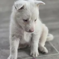 Tony, a male Border Collie for sale in Rock, KS – Photo 7 of 7
