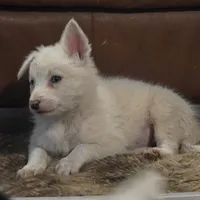 Tony, a male Border Collie for sale in Rock, KS – Photo 2 of 7