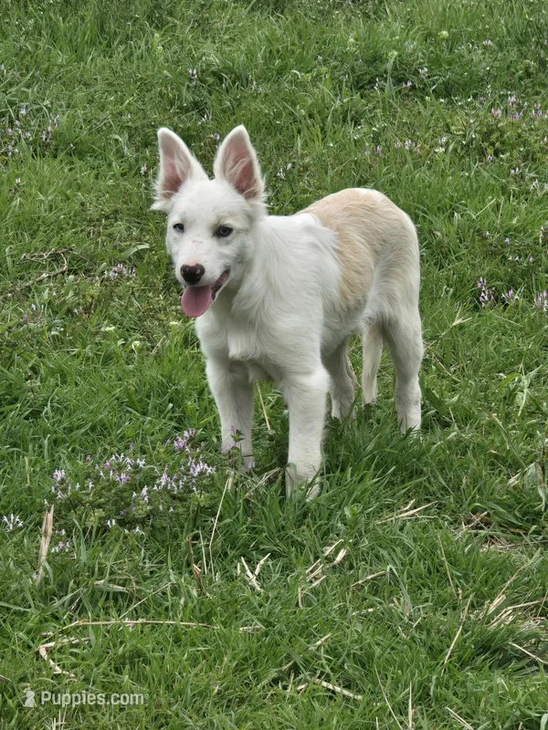 Tony – Border Collie puppy for sale in Rock, KS