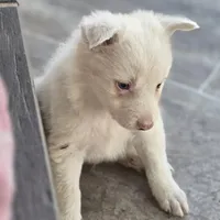 Tony, a male Border Collie for sale in Rock, KS – Photo 5 of 7