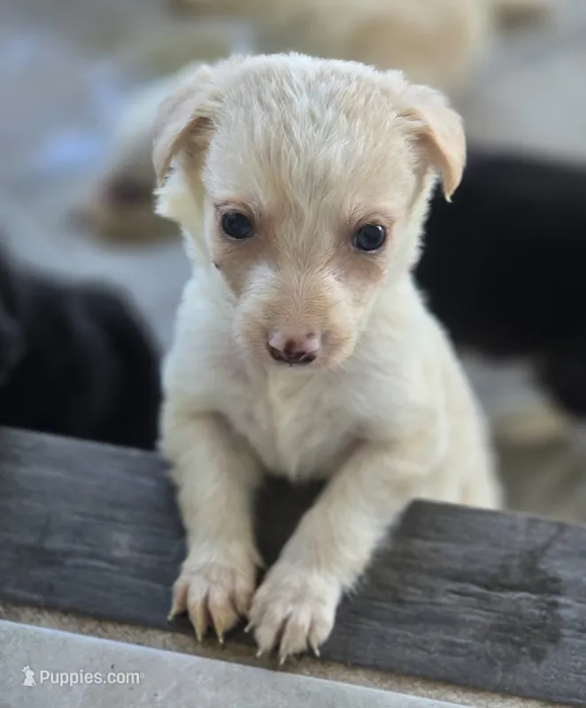 Sergio – Border Collie puppy for sale in Rock, KS