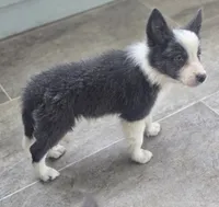 Dax, a male Border Collie for sale in Douglass, KS – 4 of 9