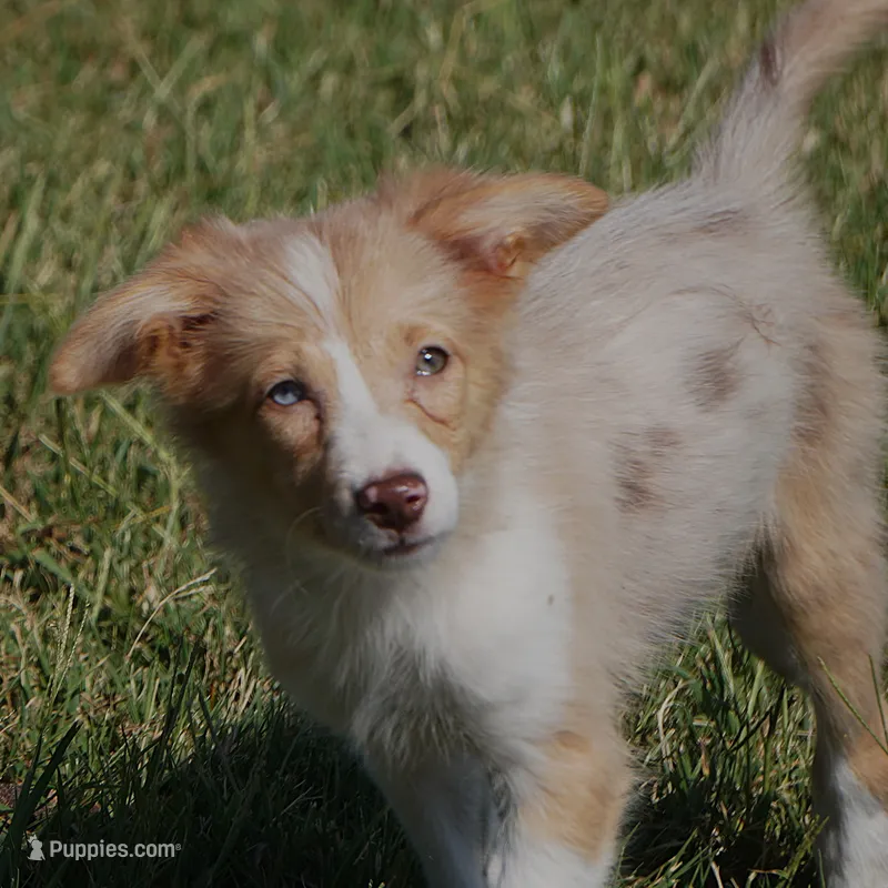 Dahlia – Border Collie puppy for sale in Douglass, KS