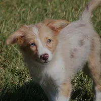 Dahlia, a female Border Collie for sale in Douglass, KS – 1 of 7