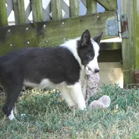 Dax, a male Border Collie for sale in Douglass, KS – 5 of 9