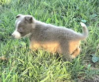 Sage , a female Border Collie for sale in Rock, KS – 8 of 9