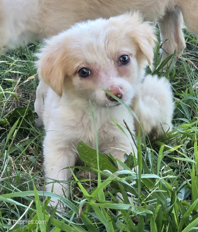 Shine – Border Collie puppy for sale in Rock, KS