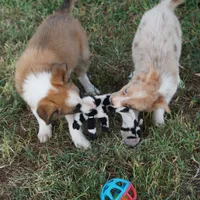 Doby, a male Border Collie for sale in Rock, KS – 3 of 8