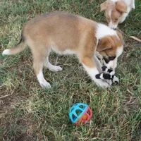 Doby, a male Border Collie for sale in Rock, KS – 7 of 8