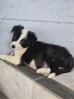 Sylvester , a male Border Collie for sale in Rock, KS – 5 of 10