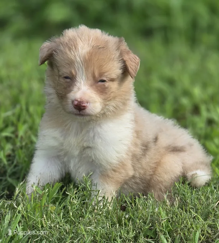 Dahlia – Border Collie puppy for sale in Rock, KS