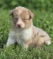 Dahlia, a female Border Collie for sale in Rock, KS – 1 of 1