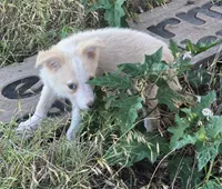Sunny, a female Border Collie for sale in Rock, KS – 6 of 8