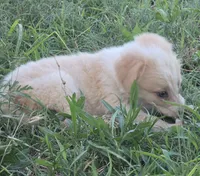 Shine, a female Border Collie for sale in Rock, KS – 5 of 8