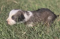 Stellan, a male Border Collie for sale in Rock, KS – 3 of 3