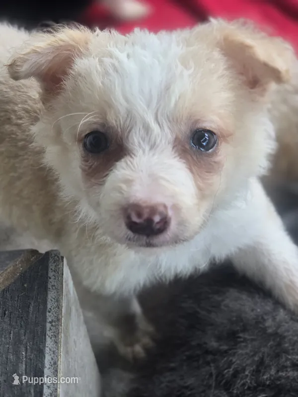 Shine – Border Collie puppy for sale in Rock, KS