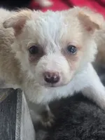 Sunny, a female Border Collie for sale in Rock, KS – 1 of 9