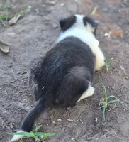 Sylvester , a male Border Collie for sale in Rock, KS – 10 of 10