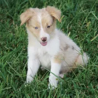 Dahlia, a female Border Collie for sale in Rock, KS – 4 of 5