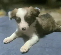 Dana, a female Border Collie for sale in Douglass, KS – 3 of 9
