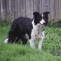 Frankie, a female Border Collie for sale in Rock, KS – Photo 6 of 8