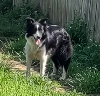 Frankie, a female Border Collie for sale in Rock, KS – Photo 2 of 8