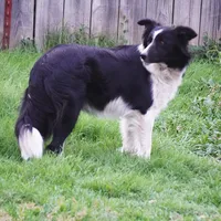 Frankie, a female Border Collie for sale in Rock, KS – Photo 1 of 8
